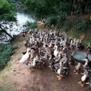 45x35cm Feather Cushion Inner