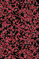 Coral Cork Wallpaper PRE ORDER