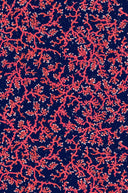 Coral Cork Wallpaper PRE ORDER