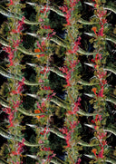 Eel Colonnade Wallpaper PRE ORDER