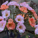Faux Light Pink Iceland Poppy Flower