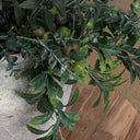 Faux Native Gum Nut Foliage