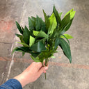 faux-small-bay-leaf-foliage_Little-and-fox