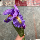 faux-van-gogh-iris-flower_Little-and-fox