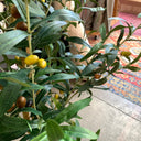 faux-150cm-olive-tree_Little-and-fox