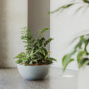 Barcelona 500 Indoor & Outdoor Bowl Planter