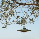 chap-o-green-lamp_Little-and-fox