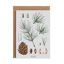 White Pine Christmas Species Christmas Card