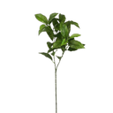 Bay-Leaf-Spray-Little-and-Fox