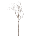 Curly-Willow-Branch-Little-and-Fox