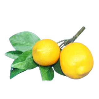 Double-Meyer-Lemon-Sprig-Little-and-Fox