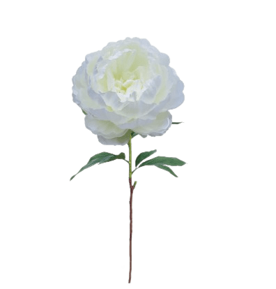 Faux Queen Peony White