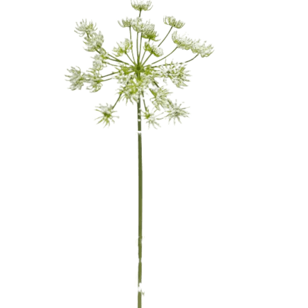 Faux Tall Queen Anne's Lace