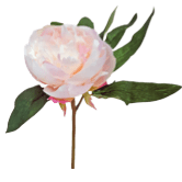 Small-Pink-Peony-Cutting-Little-and-Fox