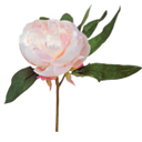 Small-Pink-Peony-Cutting-Little-and-Fox