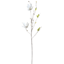 Twiggy-Tree-Magnolia-Little-and-Fox