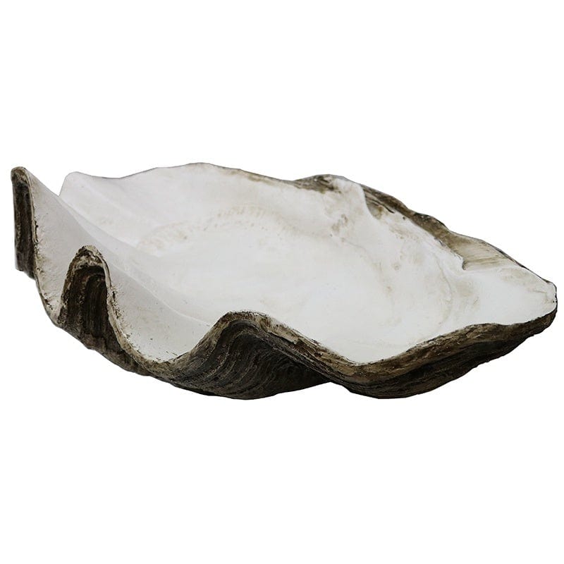 Giant Clam Shell - Natural